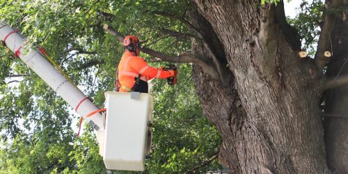 Tree Removal, Tree Cutting, Tree Trimming, Tree Service, Free Estimates